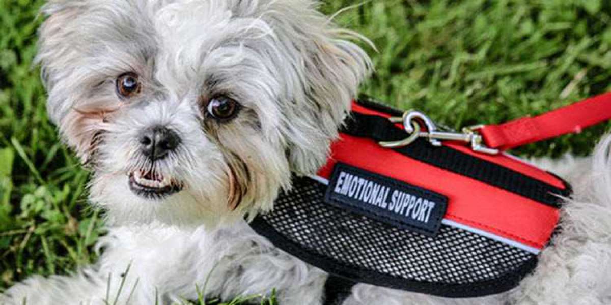 Can you Legally Register Emotional Support canine? - 2022 Guide