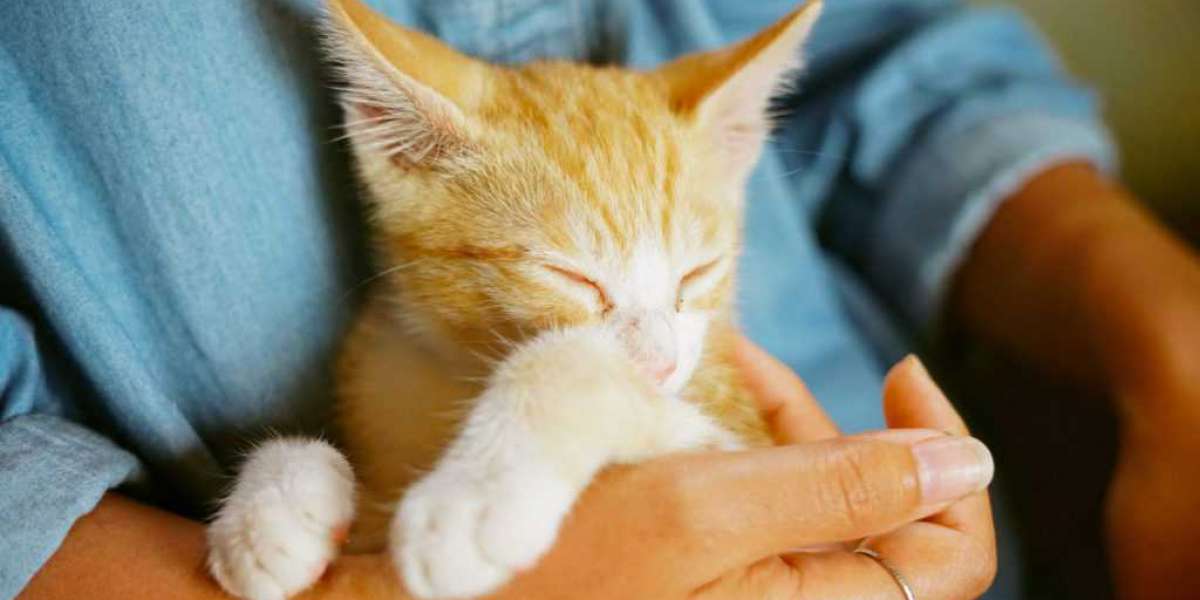 How to Claim Emotional Support Animal Registration? - 2022 guide