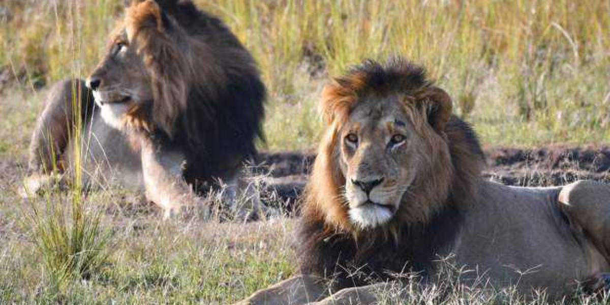 Rwanda lion count rises to 40 after total wipe out
