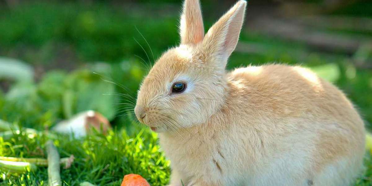 Is it easy to handle an ESA Rabbit at home? - 2022 Guide