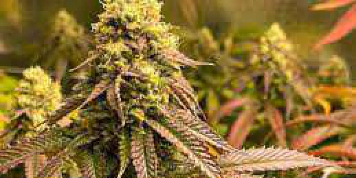 Hybrid Weed Pros And Cons