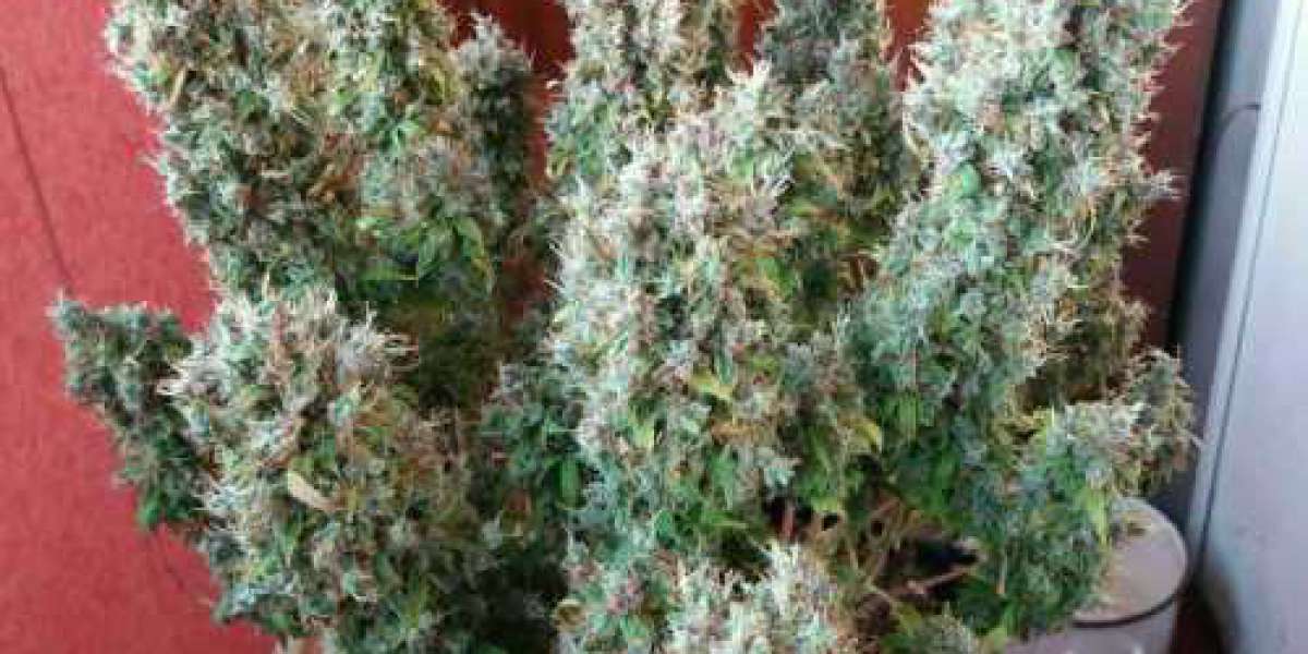 2023's Highest THC Cannabis Seeds | Find the Best Quality Seeds Today