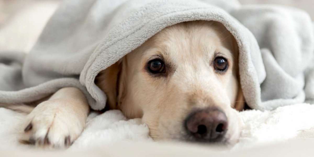 Healthy Ways to Keep Your Pet Warm and Active