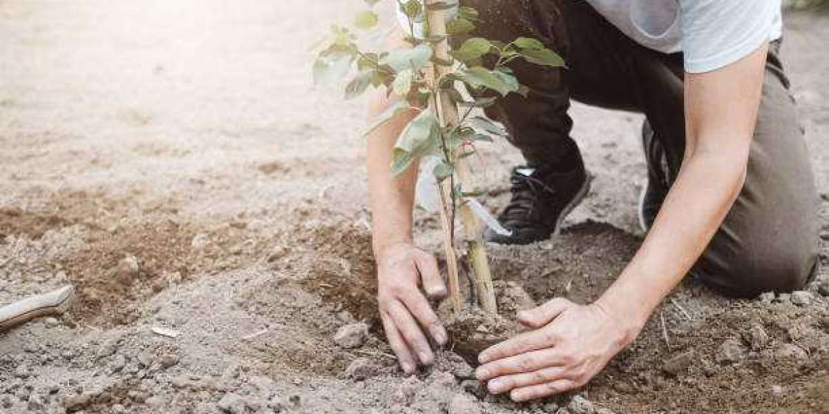 Challenges Facing Melbourne's Urban Forest