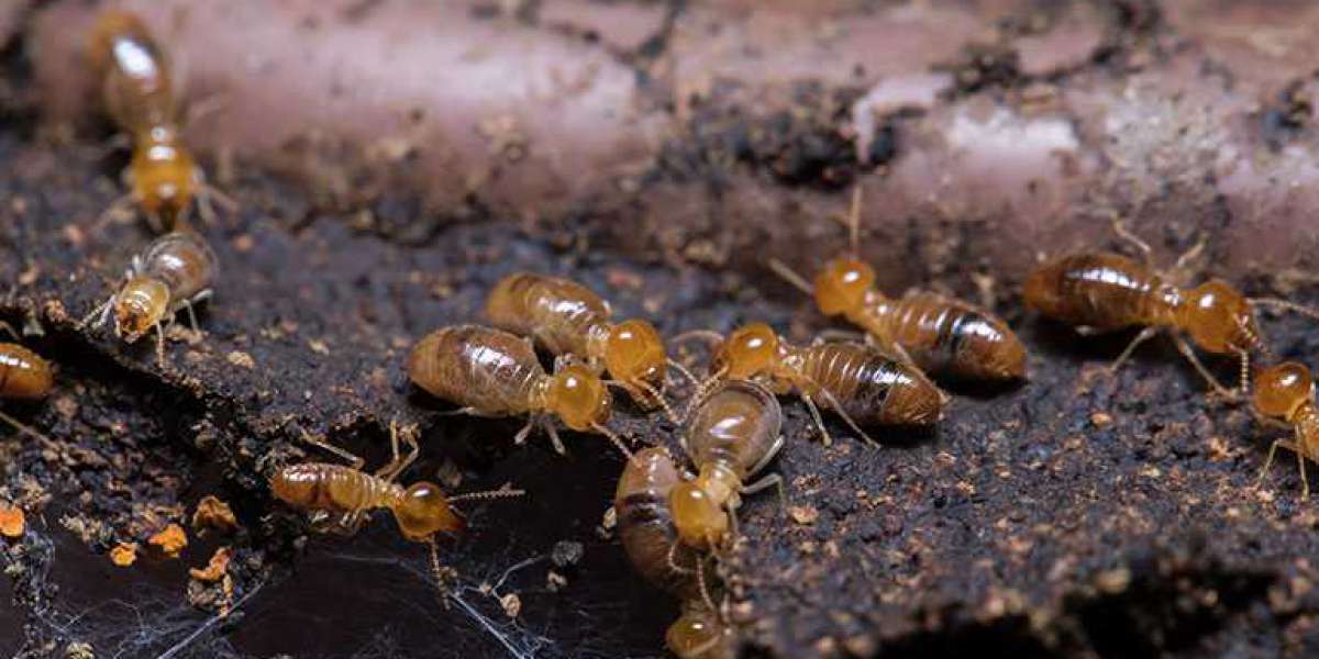 Saskatoon Residential Pest Control: Protecting Your Home from Cockroach Infestations!