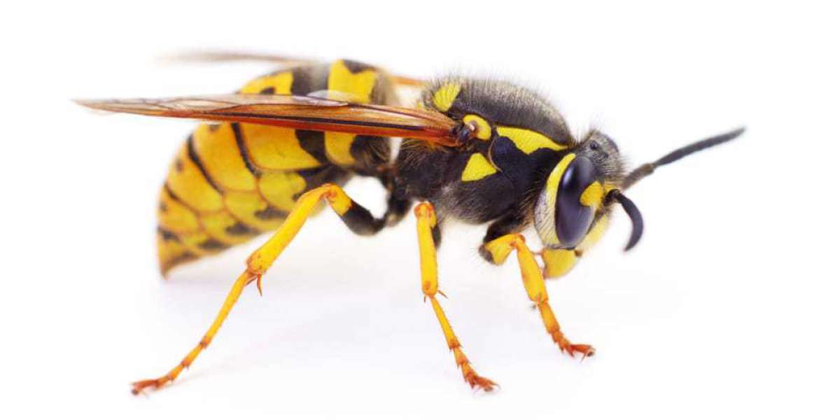 Helpful Tips to Follow for a Successful Wasp Control Brampton