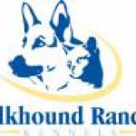 Elkhound Ranch Kennels Profile Picture