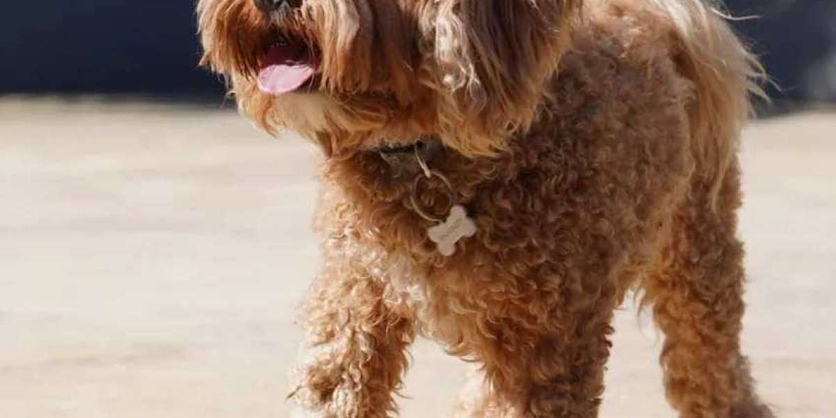 How to Find Reputable Cavoodle Puppies for Sale: A Step-by-Step Guide!