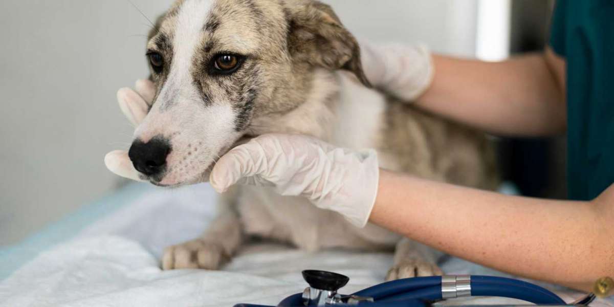 Parvovirus In Dogs: Symptoms, Treatment & Precautions