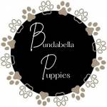 Bunda bella Puppies Profile Picture