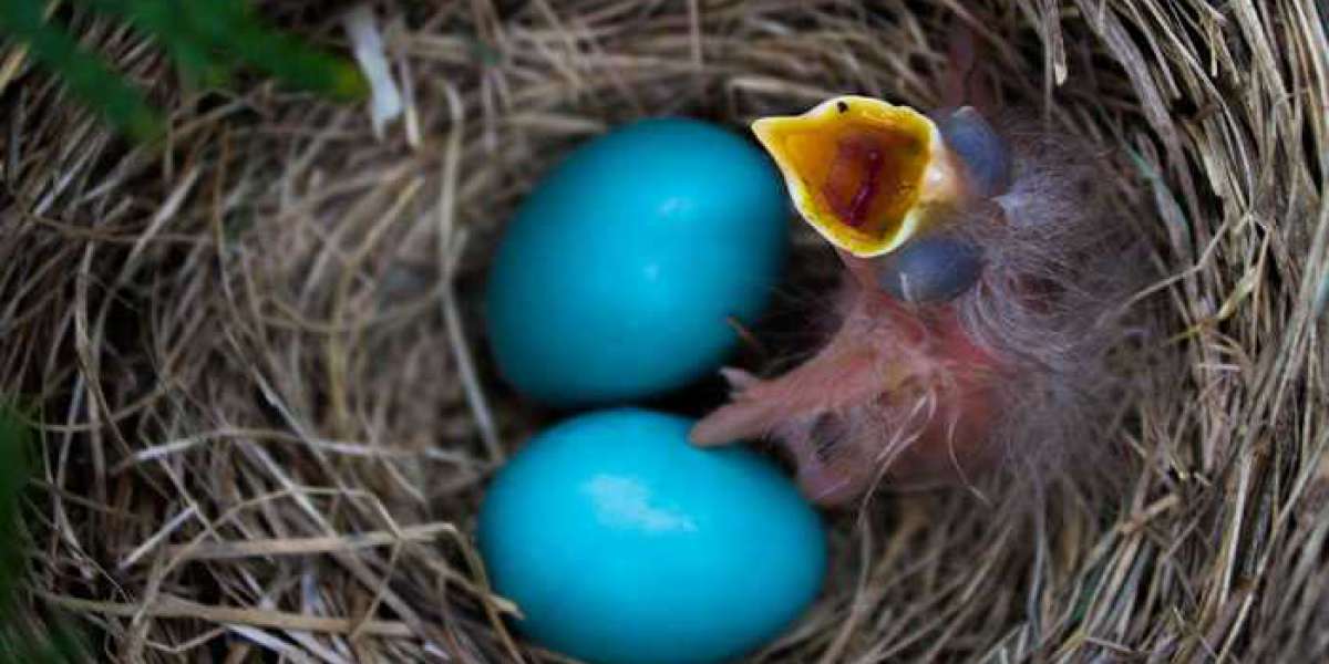 What Bird Lays Blue Eggs | Better Pets Life