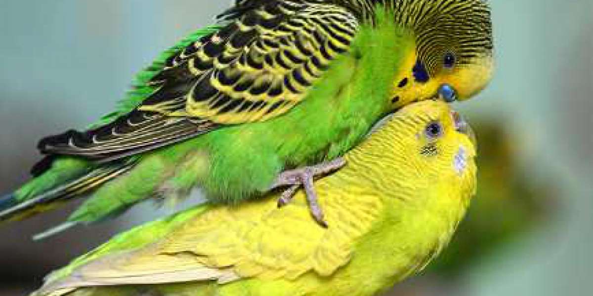 In a cage, can parakeets reproduce?