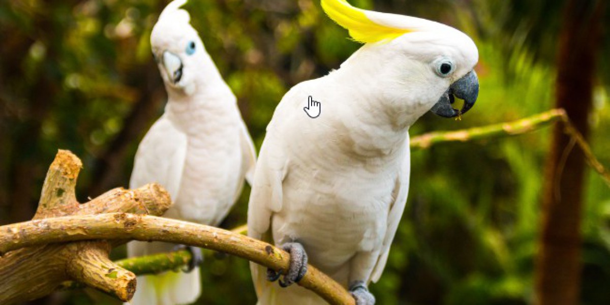 White Cockatoo: A Majestic Companion Bird