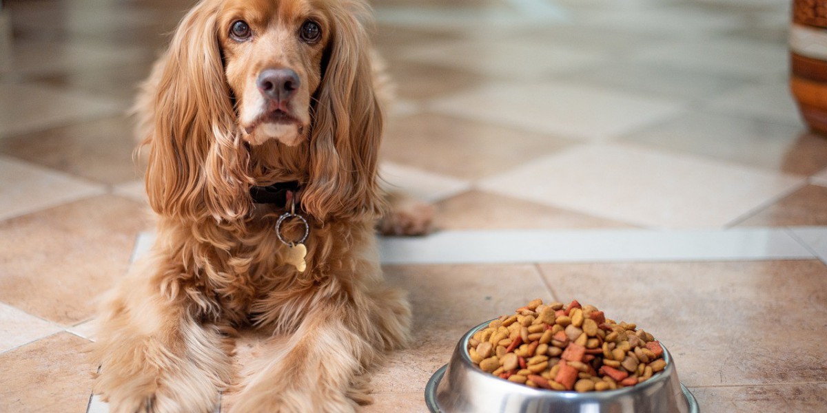 Step-by-Step: How to Transition Your Dog to a Raw Food Diet