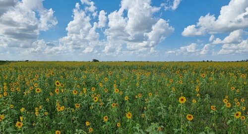 Basant Ritucharya- Staying healthy and beautiful in spring - Tattvaspa