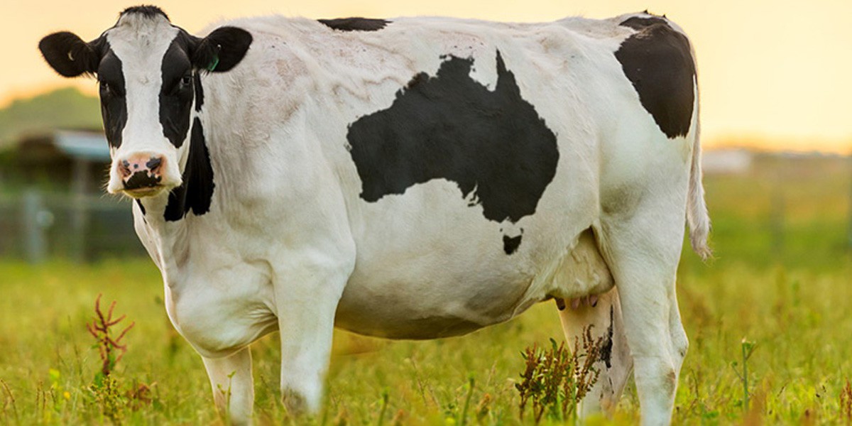 Revolutionizing Dairy Farming: The Milking Machine Advantage