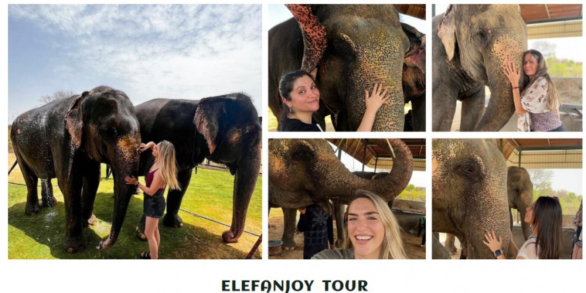 Majestic Giants: An Enchanting Elephant Safari Experience