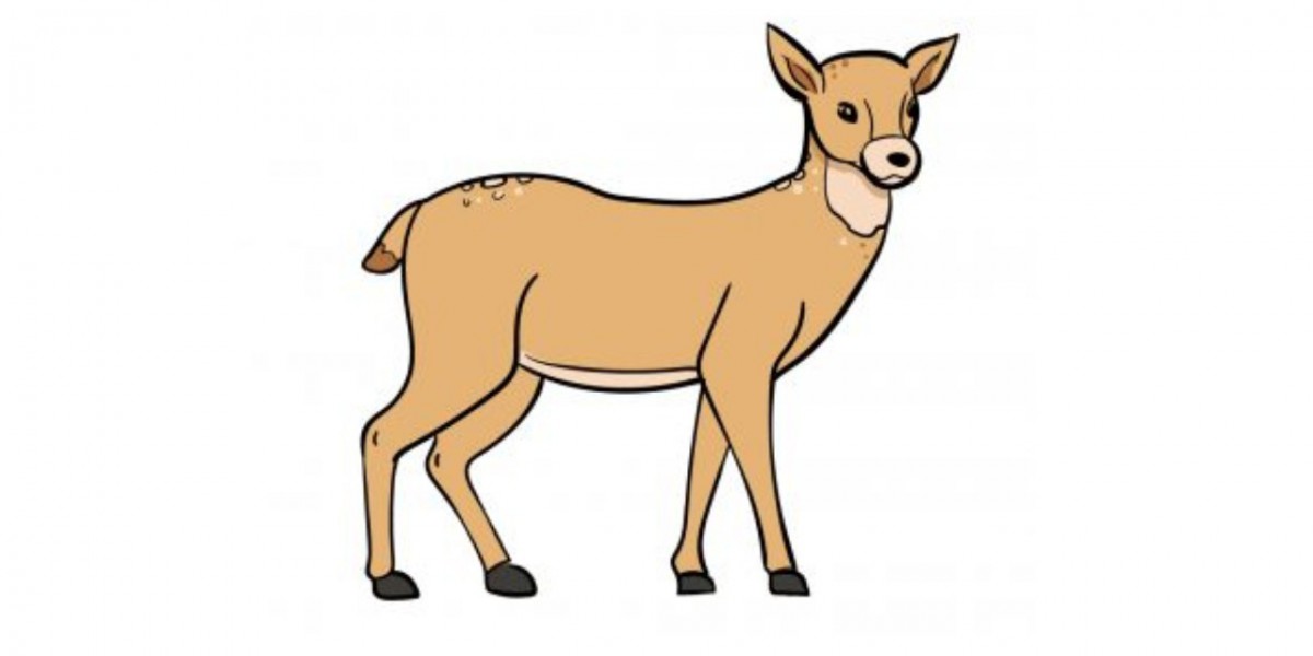 The Most Effective Method to Draw a Deer | Full Guide