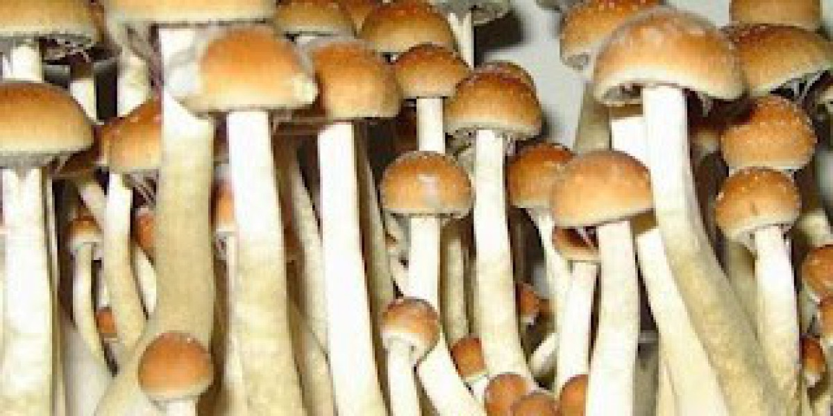 What Are Psychedelic Mushrooms (Magic Mushrooms)