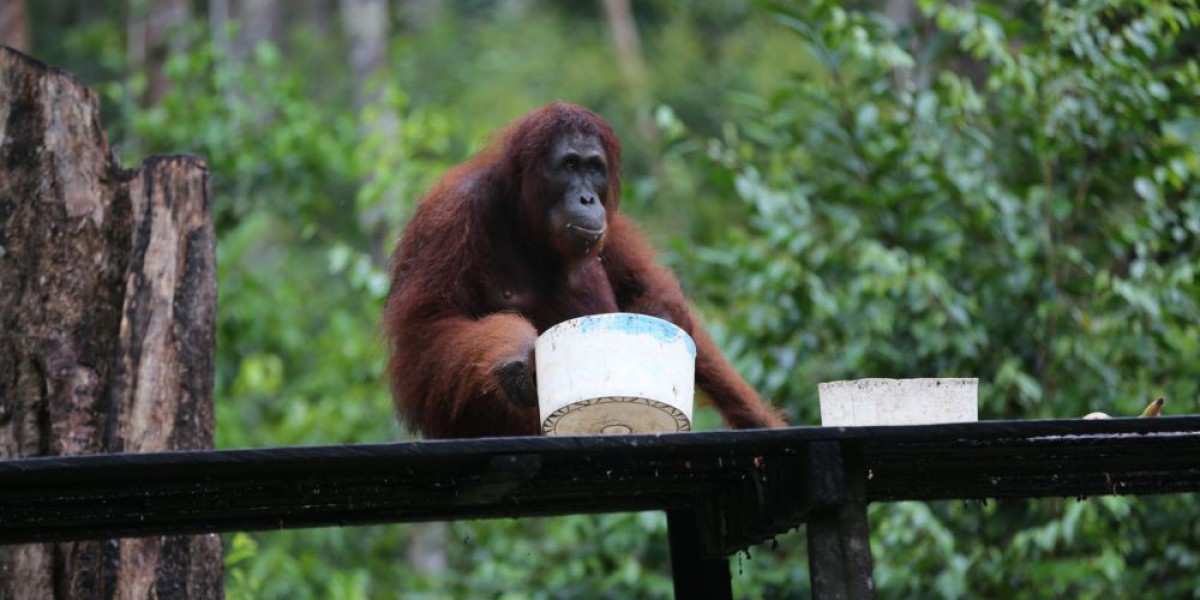 Melihat Orangutan Liar: Pengalaman Wildlife di Taman Nasional Tanjung Puting