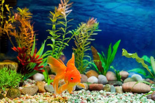 Step-by-Step Guide to Fish Tank Installation in the Garden State - Networkblogworld.com