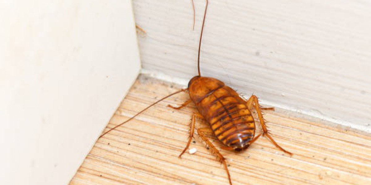 PhoenixBedBugExpert: Your Solution to Bed Bug Infestations in Phoenix