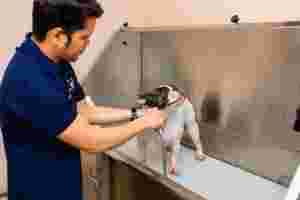 Affordable Dog Grooming Services in Dubai: Bruno's Play Center...